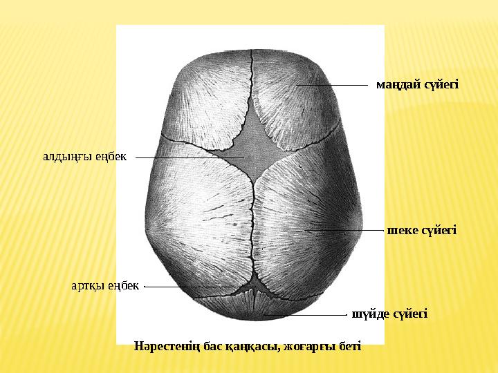 Нәрестенің бас қаңқасы , жоғарғы беті шүйде сүйегі шеке сүйег...