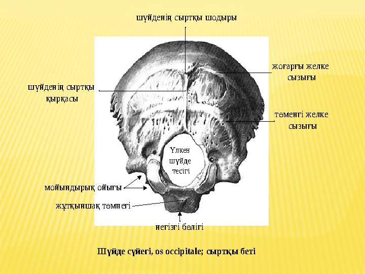 шүйденің сыртқы шодыры жоғарғы желке сызығы төменгі желке сызығы негізгі бөлігі шүйденің сыртқы қырқасы мойындырық ойығы