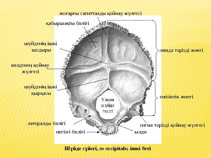 жоғарғы сагитталды қойнау жүлгесі қабыршақты бөлігі лямда тәрізді жиегі шүйденің ішкі шодыры шүйденің ішкі қырқасы емізік
