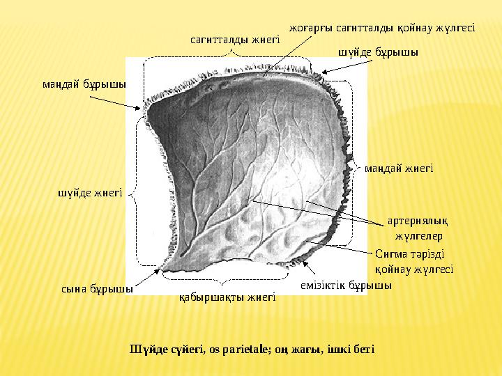 сагитталды жиегі шүйде жиегі маңдай жиегі қабыршақты жиегі емізіктік бұрышы сына бұрышы маңдай бұрышы шүйде бұрышы жоғарғ