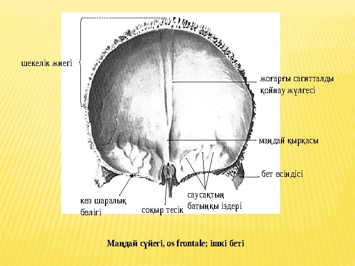 жоғарғы сагитталды қойнау жүлгесі маңдай қырқасы бет өсіндісі саусақтың батыңқы іздері соқыр тесік көз шаралық бөлігі шек