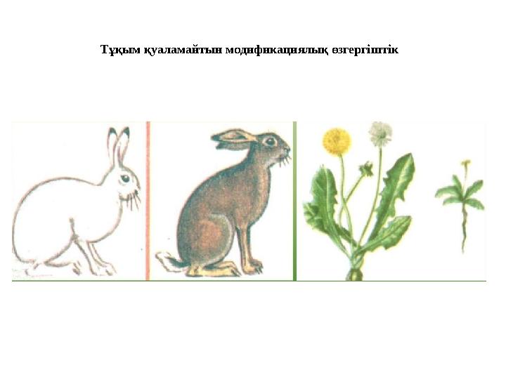 Тұқым қуаламайтын модификациялық өзгергіштік