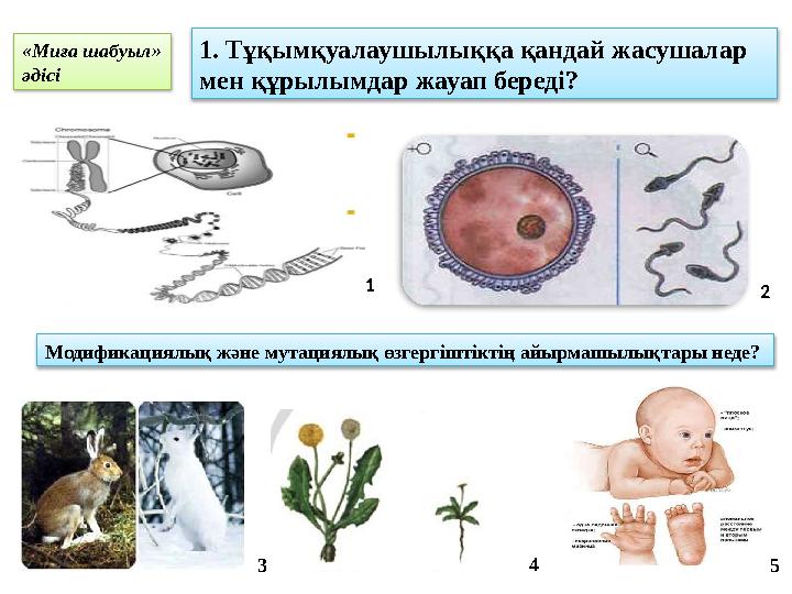 1. Тұқымқуалаушылыққа қандай жасушалар мен құрылымдар жауап береді? 1 2 Модификациялық және мутациялық өзгергіштіктің айырмашыл
