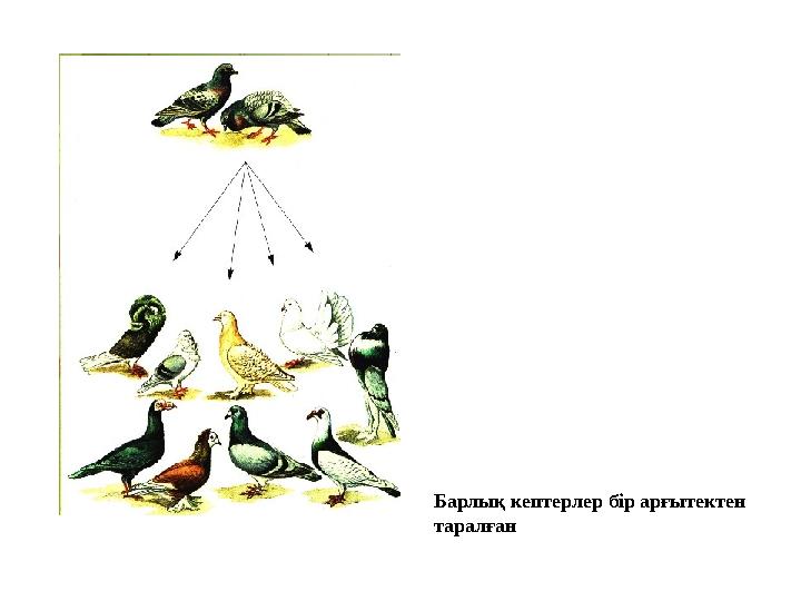 Барлық кептерлер бір арғытектен таралған