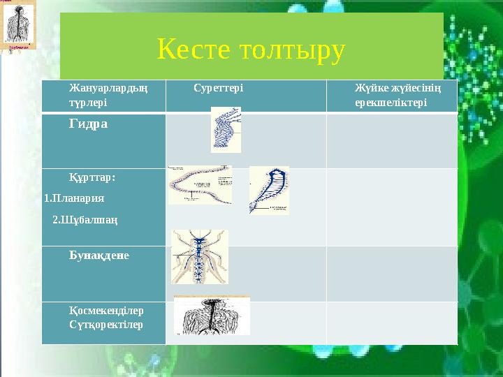 Кесте толтыру Жануарлардың түрлері Суреттері Жүйке жүйесінің ерекшеліктері Гидра Құрттар: 1.Планария 2.Шұбалшаң Бун