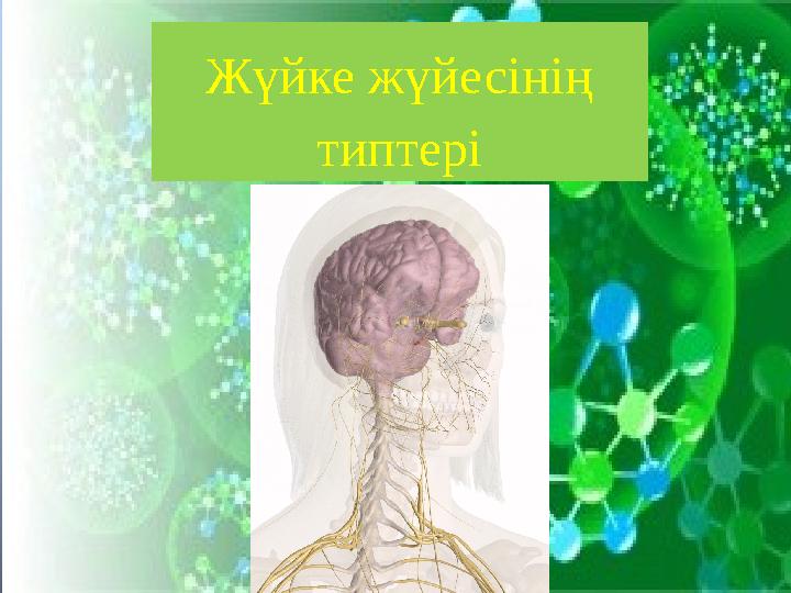 Жүйке жүйесінің типтері