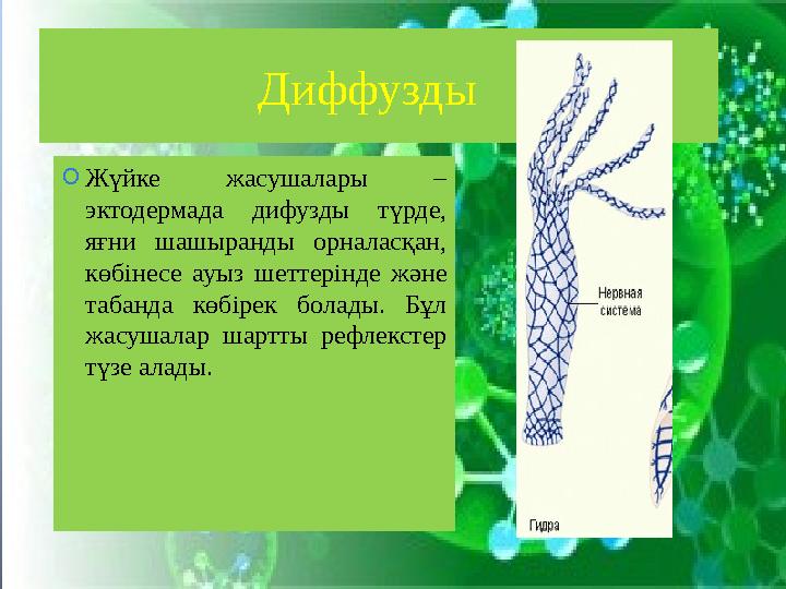Диффузды O Жүйке жасушалары – эктодермада дифузды түрде, яғни шашыранды орналасқан, көбінесе ауыз шеттерінде және