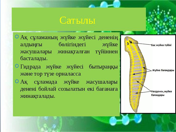 Сатылы O Ақ сұламаның жүйке жүйесі дененің алдыңғы бөлігіндегі жүйке жасушалары жинақталған түйіннен басталады. O Ги