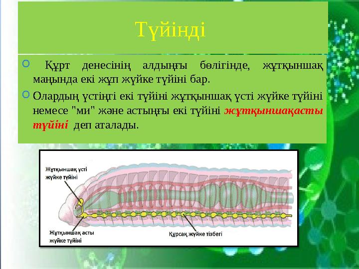 Түйінді O Құрт денесінің алдыңғы бөлігінде, жұтқыншақ маңында екі жұп жүйке түйіні бар. O Олардың үстіңгі екі түйіні жұт