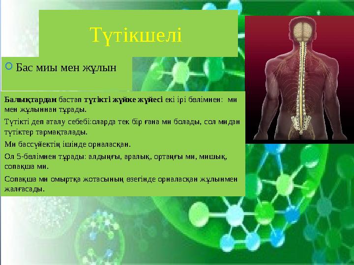 Түтікшелі O Бас миы мен жұлын Балықтардан бастап түтікті жүйке жүйесі екі ірі бөлімнен: ми мен жұлыннан тұрады. Түтікті