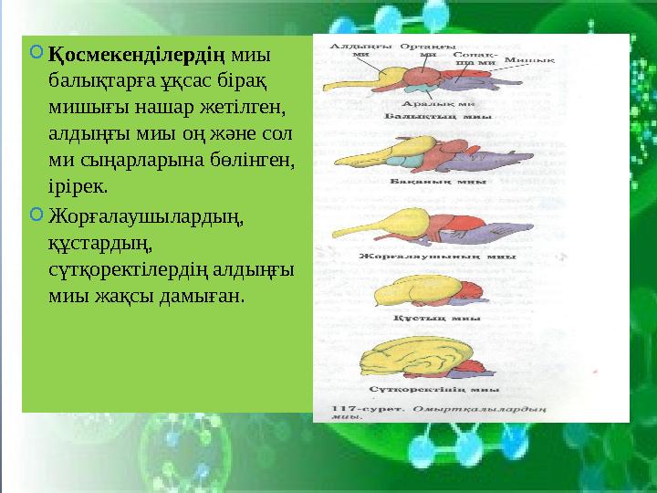 O Қосмекенділердің миы балықтарға ұқсас бірақ мишығы нашар жетілген, алдыңғы миы оң және сол ми сыңарларына бөлінген, ірір