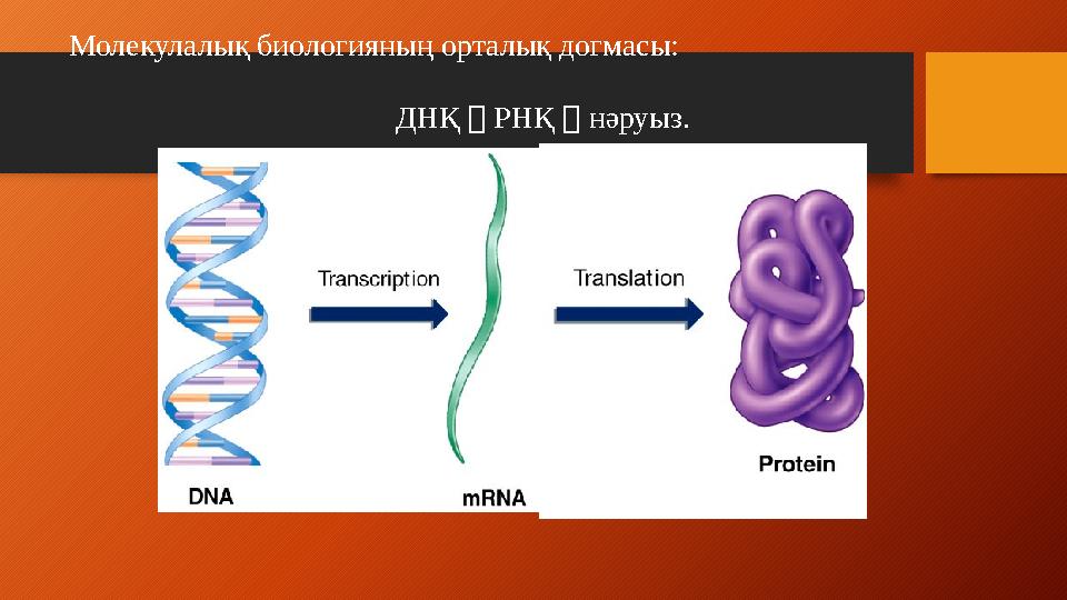 Fig. 9.10Молекулалық биологияның орталық догмасы: ДНҚ  РНҚ  нәруыз.