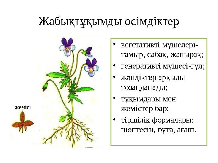 Жабықтұқымды өсімдіктер • вегет a тивт i мүшелері- тамыр, сабақ, жапырақ; • генеративті мүшесі-гүл; • жәнд i кте p ap қылы