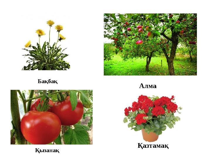 Бақбақ Алма Қызанақ Қазтамақ