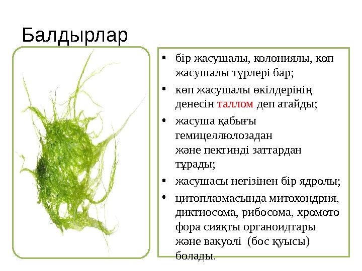 Балдырлар • бір жасушалы, колониялы, көп жасушалы түрлері бар; • көп жасушалы өкілдерінің денесін таллом деп атайды; • жас