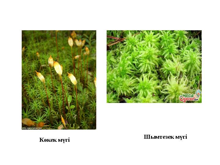 Көкек мүгі Шымтезек мүгі