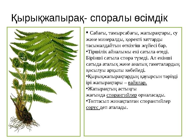 Қырықжапырақ- споралы өсімдік • Сабағы, тамырсабағы, жапырақтары, су және минералды, қоректі заттарды тасымалдайтын өткізгіш