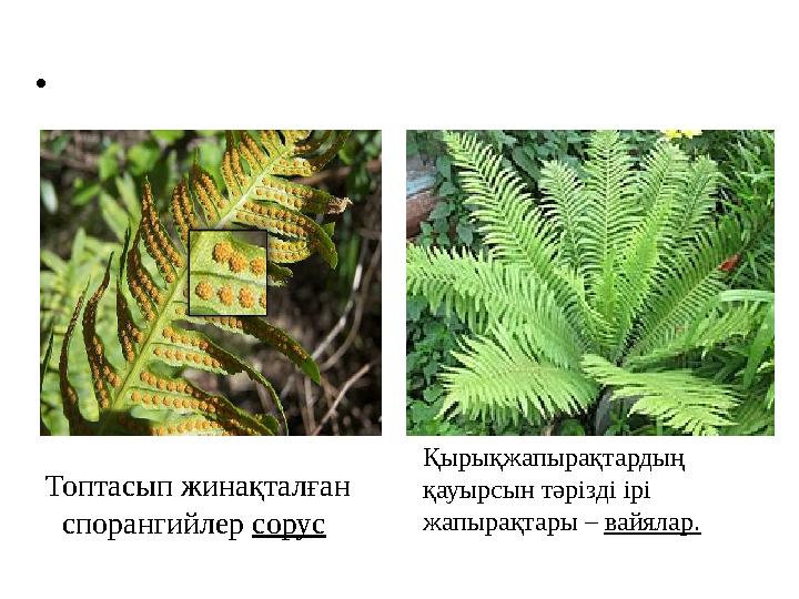 Топтасып жинақталған спорангийлер сорус Қырықжапырақтардың қауырсын тәрізді ірі жапырақтары – вайялар.•