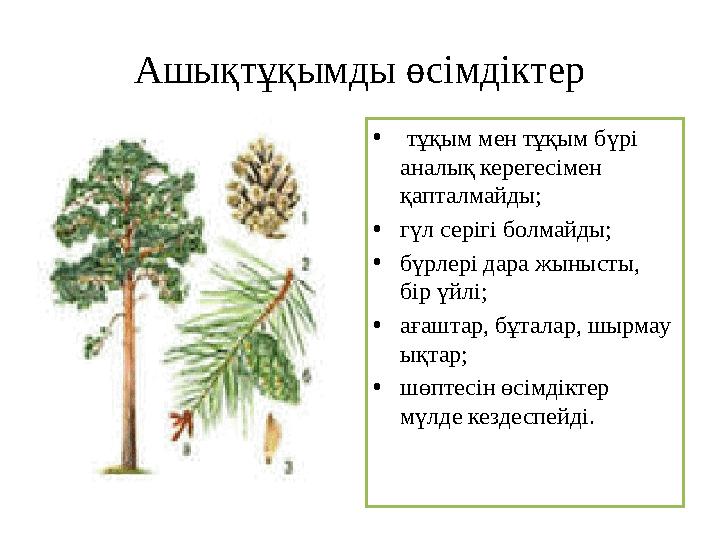 Ашықтұқымды өсімдіктер • тұқым мен тұқым бүрі аналық керегесімен қапталмайды; • гүл серігі болмайды; • бүрлері дара жынысты,