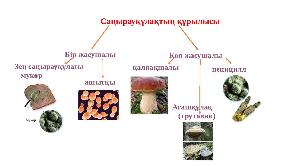 Саңырауқұлақтың құрылысы Бір жасушалы Көп жасушалы Зең саңырауқұлағы мукор ашытқы қалпақшалы пеницилл Ағаш