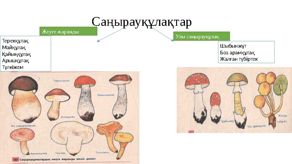 Саңырауқұлақ суреті. Саңырауқұлақ жапсыру тех карта. Терекқұлақ. Шыбынжұт өсімдігі.