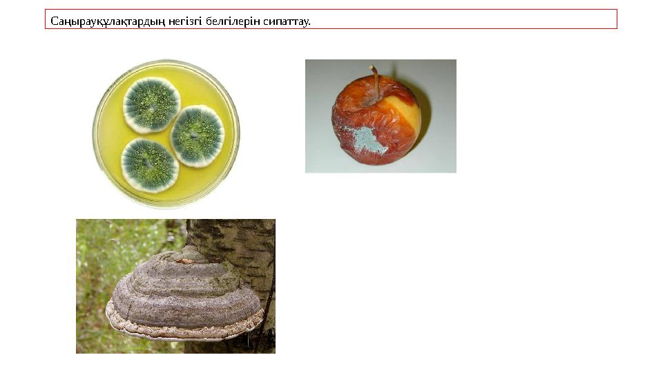 Саңырауқұлақтардың негізгі белгілерін сипаттау.