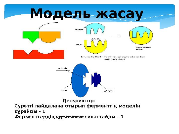 Модель жасау Дескриптор: Суретті пайдалана отырып ферменттің моделін құрайды - 1 Ферменттердің құрылыснын сипаттайды - 1