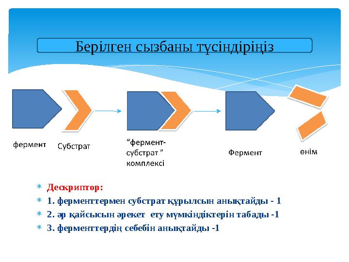 Субстрат Берілген сызбаны түсіндіріңіз  Дескриптор:  1. ферменттермен субстрат құрылсын анықтайды - 1  2. әр қайсысын әре