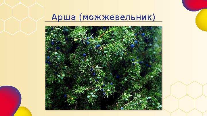 Арша (можжевельник)