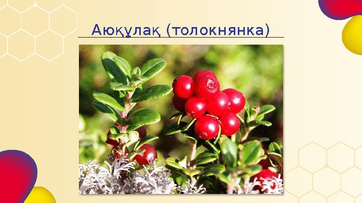 Аюқұлақ (толокнянка)