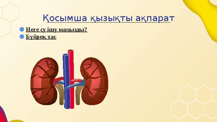 Қосымша қызықты ақпарат ● Неге су ішу маңызды ? ● Бүйрек тас