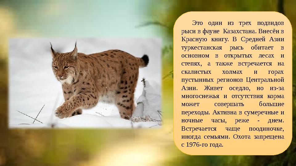 Это один из трех подвидов рыси в фауне Казахстана. Внесён в Красную книгу. В Средней Азии туркестанская рысь обита