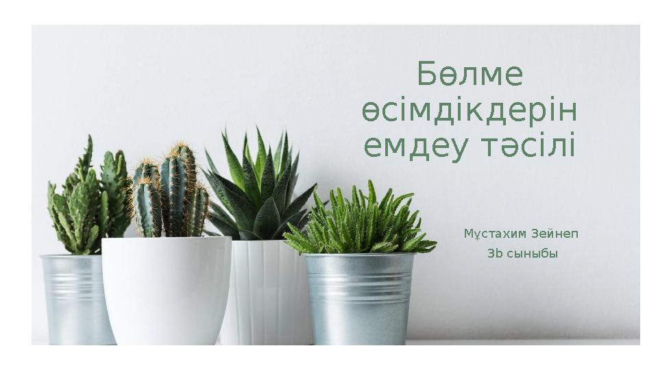 Бөлме өсімдікдерін емдеу тәсілі Мұстахим Зейнеп 3 b сыныбы