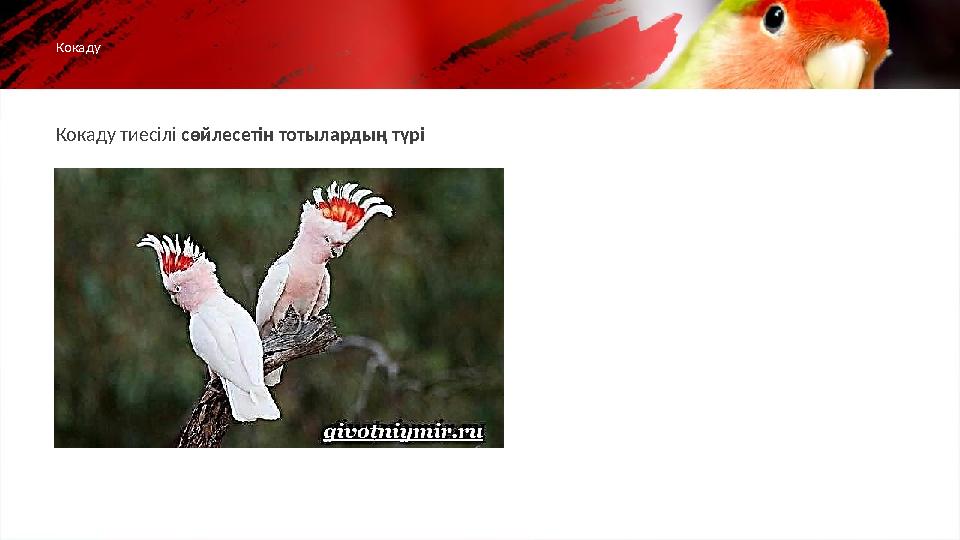 Кокаду тиесілі сөйлесетін тотылардың түріКокаду