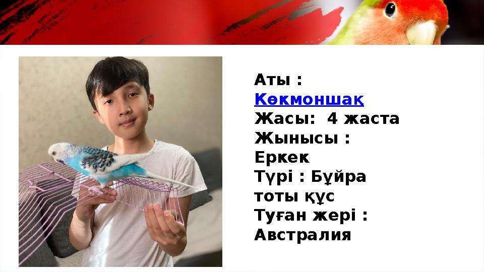 Аты : Көкмоншақ Жасы: 4 жаста Жынысы : Еркек Түрі : Бұйра тоты құс Туған жері : Австралия