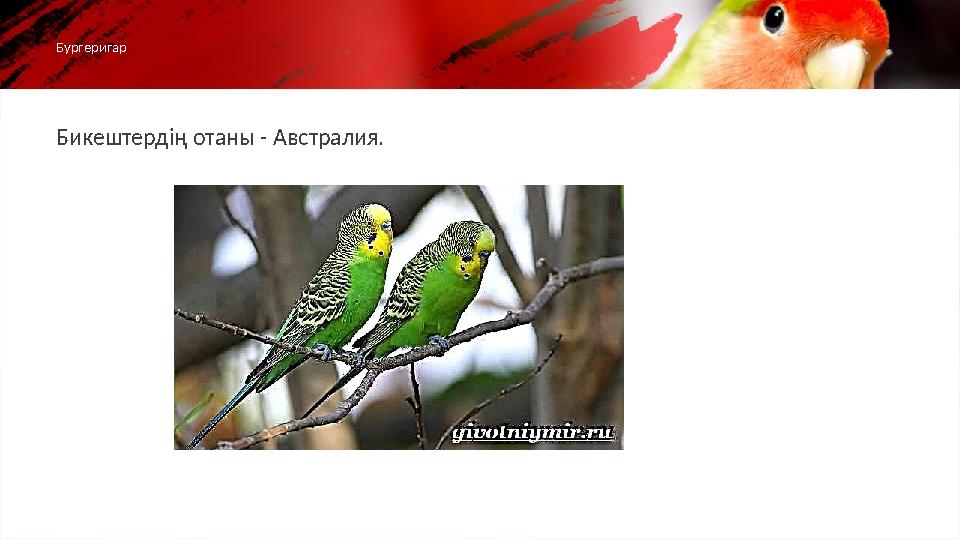 Бикештердің отаны - Австралия. Бургеригар