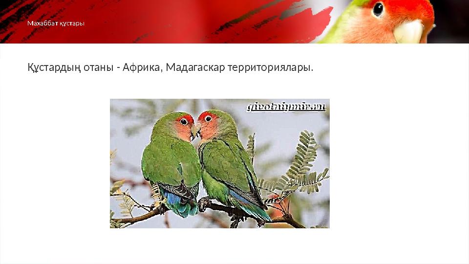 Құстардың отаны - Африка, Мадагаскар территориялары.Махаббат құстары