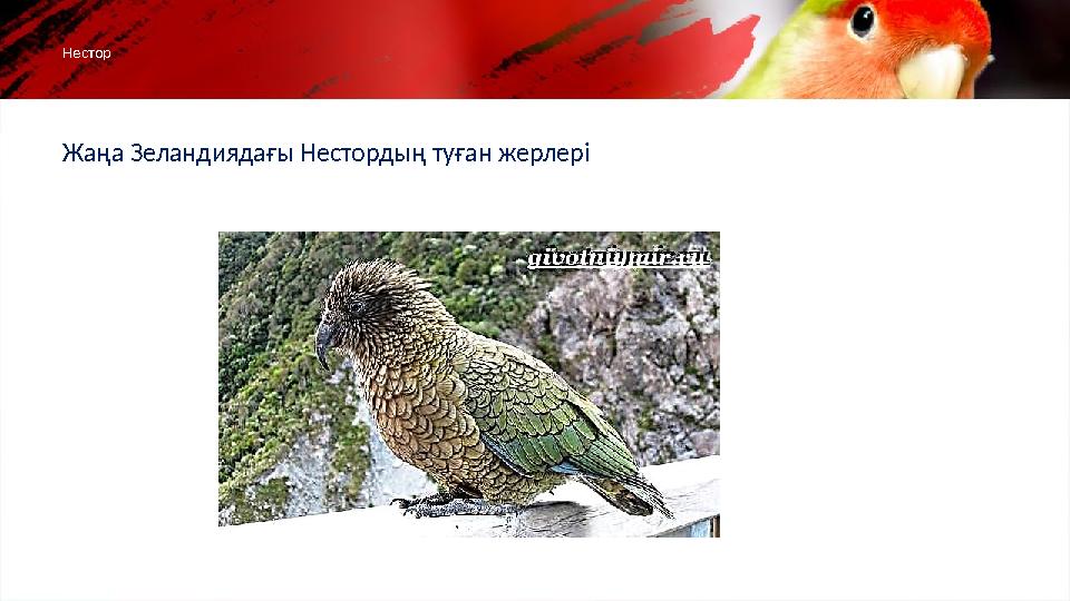 Жаңа Зеландиядағы Нестордың туған жерлеріНестор