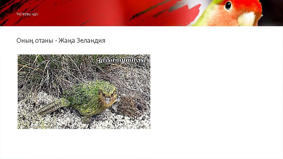 Оның отаны - Жаңа ЗеландияҮкі тоты құс