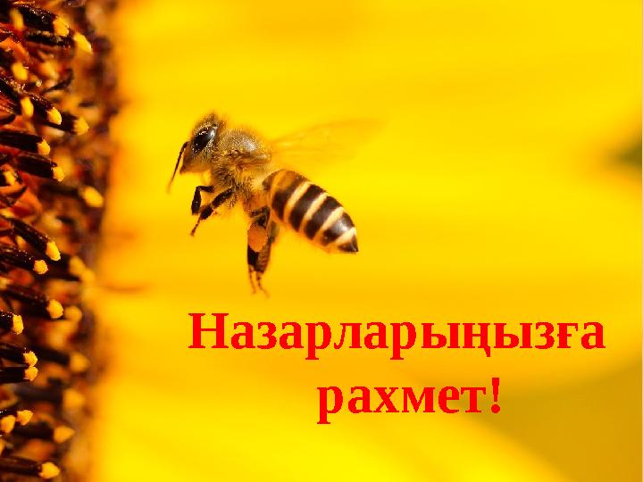 Назарларыңызға рахмет!