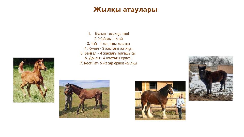 Жылқы атаулары 1. Құлын - жылқы төлі 2. Жабағы – 6 ай 3. Тай - 1 жастағы жылқы 4. Құнан - 3 жастағы жылқы. 5. Байтал – 4 жа