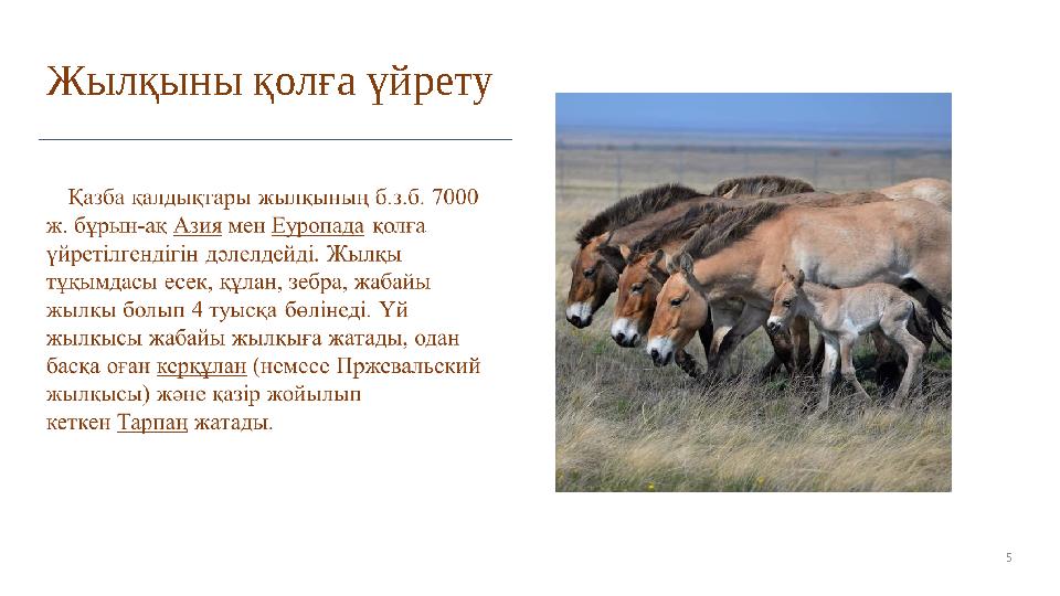 5Жылқыны қолға үйрету