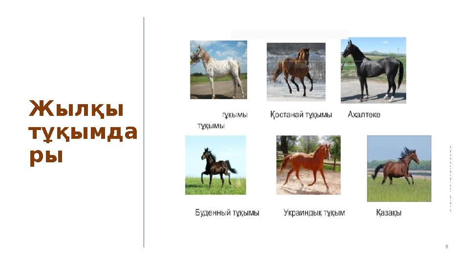 PRESENTATION TITLE9Жылқы тұқымда ры