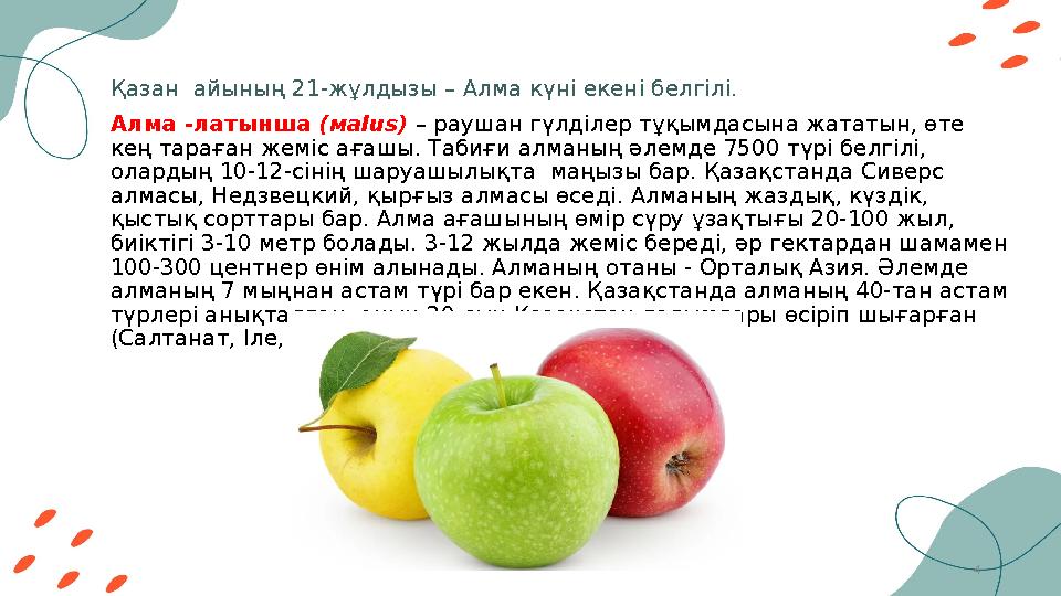 4Қазан айының 21-жұлдызы – Алма күні екені белгілі. Алма -латынша (мalus) – раушан гүлділер тұқымдасына жататын, өте кең та