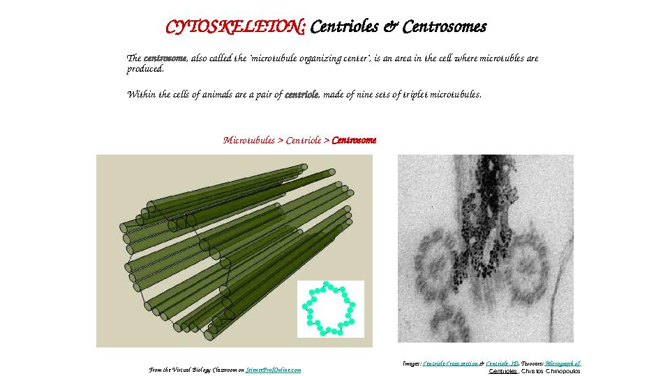 CYTOSKELETON: Centrioles & Centrosomes The centrosome , also called the "microtubule organizing center", is an area in the c