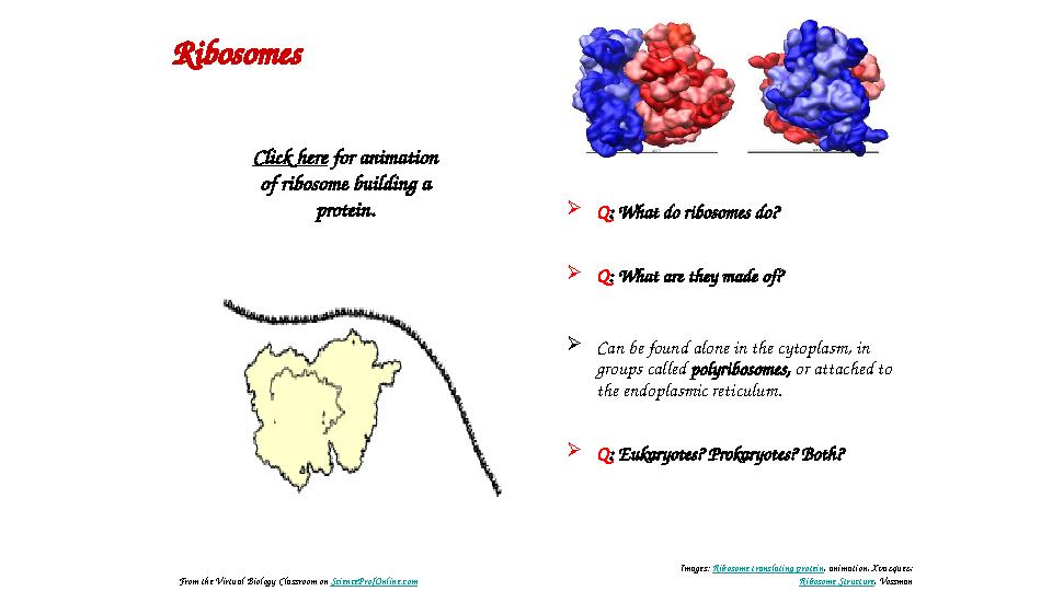  Q : What do ribosomes do?  Q : What are they made of?  Can be found alone in the cytoplasm, in groups called polyribosomes