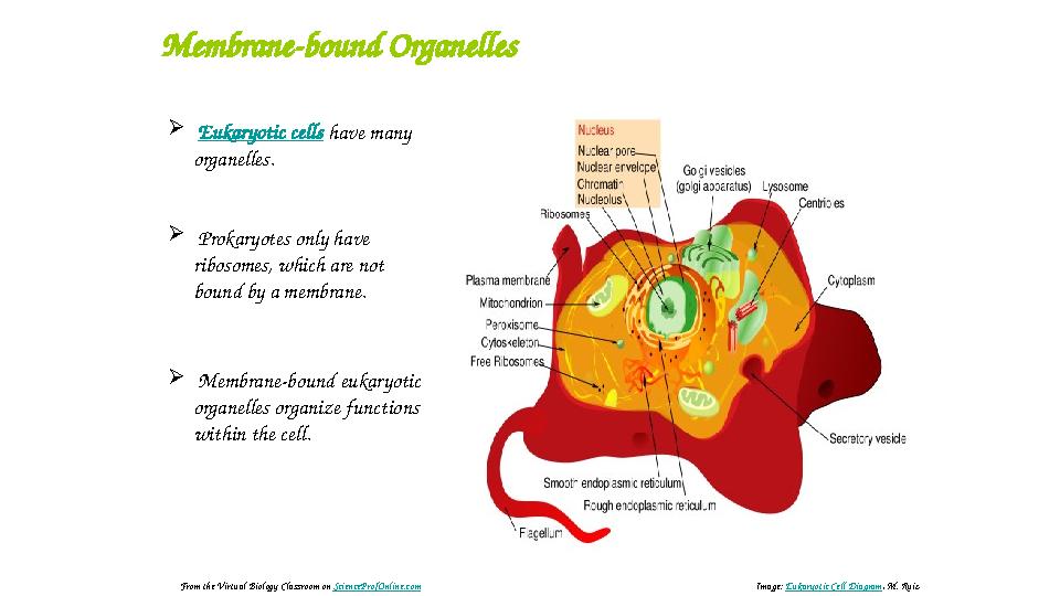 Membrane-bound Organelles  Eukaryotic cells have many organelles.  Prokaryotes only have ribosomes, which are not bou
