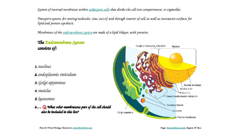 System of internal membranes within eukaryotic cells that divide the cell into compartments, or organelles. Transport system,