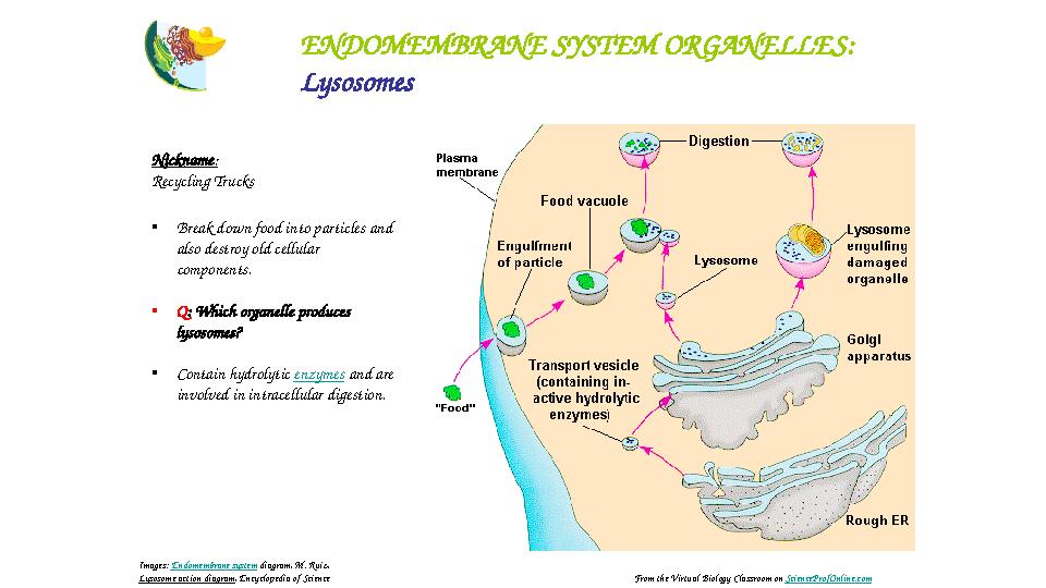 ENDOMEMBRANE SYSTEM ORGANELLES: Lysosomes Nickname : Recycling Trucks • Break down food into particles and also destroy old