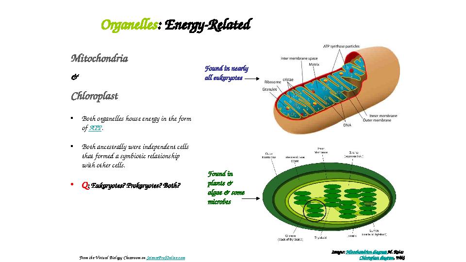 Organelles : Energy-Related Mitochondria & Chloroplast • Both organelles house energy in the form of ATP . • Both ancestrall
